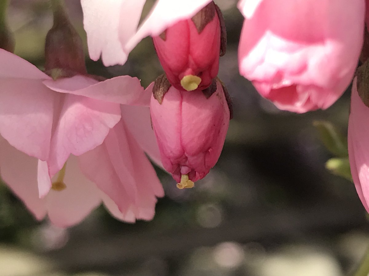 treeruss's tweet photo. Prunus Accolade showing how to get pollinated before offering pollen for onward transmissions to others. Stigma pops out between petals before they open.
Rather untidy clone but pretty in flower. Semi-double, pale pink. Early, just after Prunus Pandora.
#HackneyTrees #Accolade https://t.co/NC5eUSl8tB