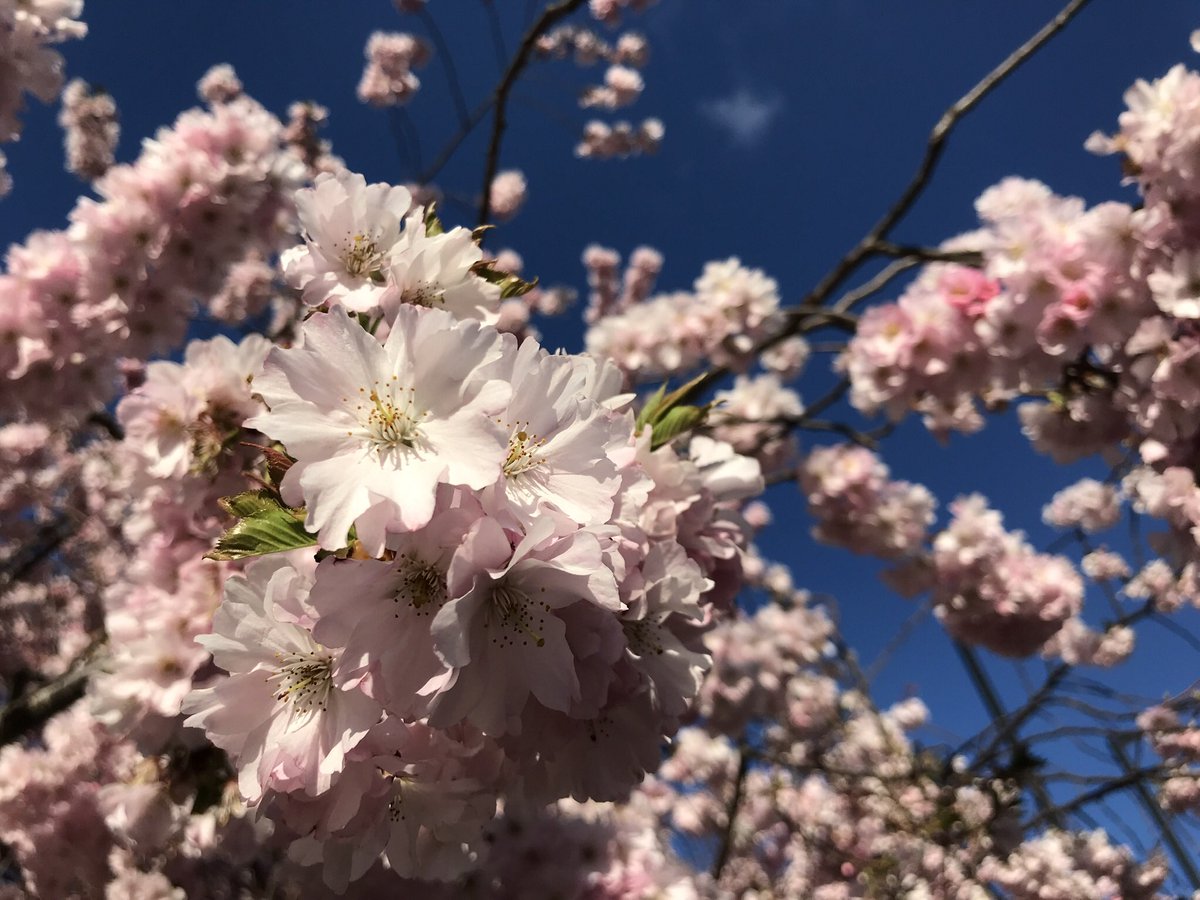treeruss's tweet photo. Prunus Accolade showing how to get pollinated before offering pollen for onward transmissions to others. Stigma pops out between petals before they open.
Rather untidy clone but pretty in flower. Semi-double, pale pink. Early, just after Prunus Pandora.
#HackneyTrees #Accolade https://t.co/NC5eUSl8tB