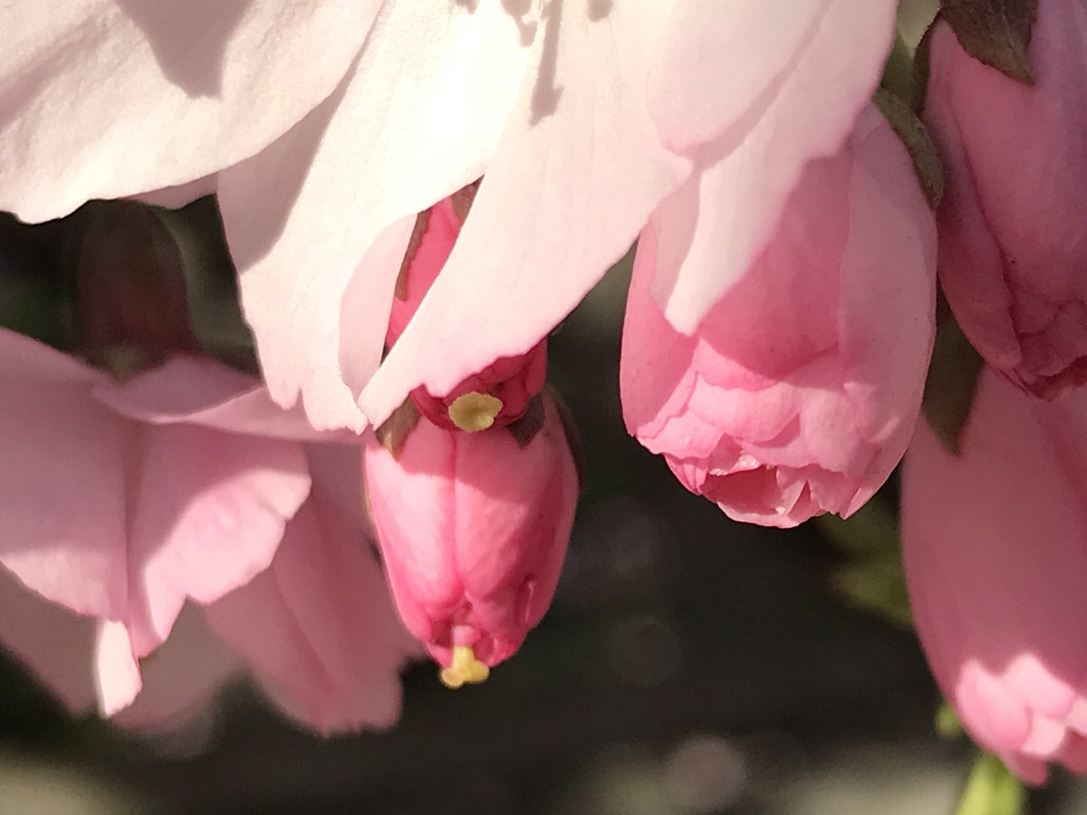 treeruss's tweet photo. Prunus Accolade showing how to get pollinated before offering pollen for onward transmissions to others. Stigma pops out between petals before they open.
Rather untidy clone but pretty in flower. Semi-double, pale pink. Early, just after Prunus Pandora.
#HackneyTrees #Accolade https://t.co/NC5eUSl8tB