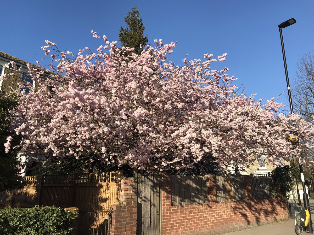 treeruss's tweet photo. Prunus Accolade showing how to get pollinated before offering pollen for onward transmissions to others. Stigma pops out between petals before they open.
Rather untidy clone but pretty in flower. Semi-double, pale pink. Early, just after Prunus Pandora.
#HackneyTrees #Accolade https://t.co/NC5eUSl8tB
