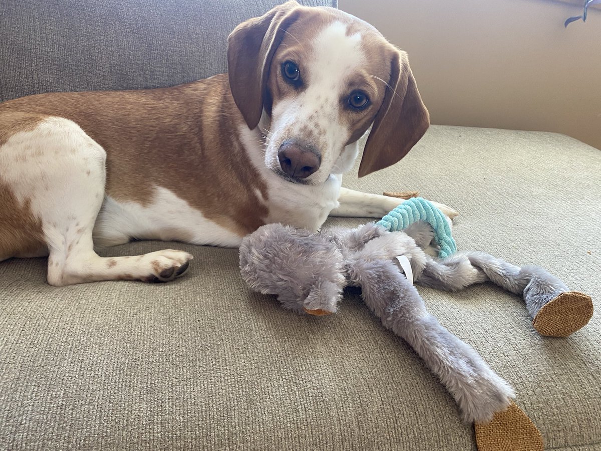 ReeseTheBeagle's tweet photo. Hu-mom went shopping today and brought back alllll the treats! #spoiled #puppies #beagle #capeshore #SaturdayMotivation #dogsoftwitter #cute https://t.co/UtJsAO6saQ