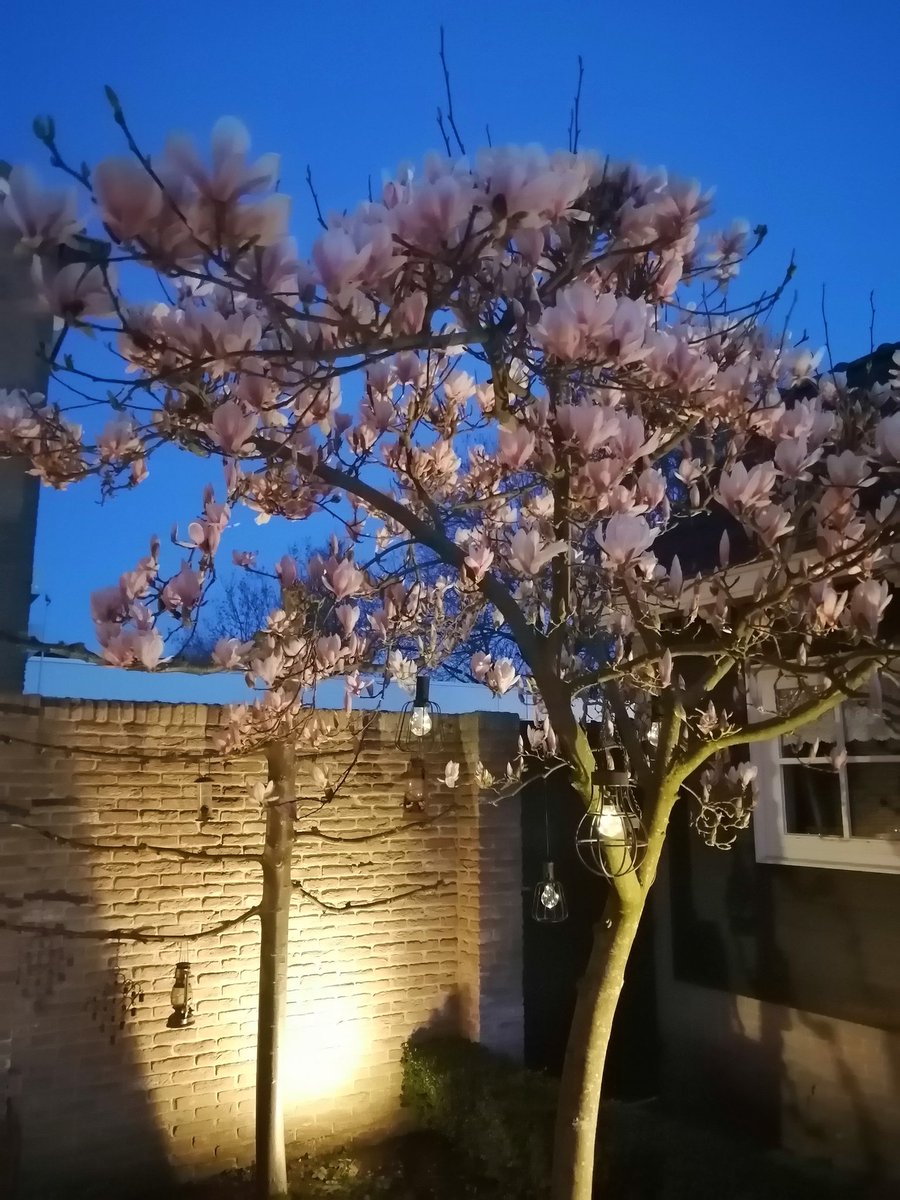 Ik heb van ‘t leven vrijwel niets verwacht,
‘t Geluk is nu eenmaal niet te achterhalen.
Wat geeft het? — In de koude voorjaarsnacht
Zingen de onsterfelijke nachtegalen.

#Bloem