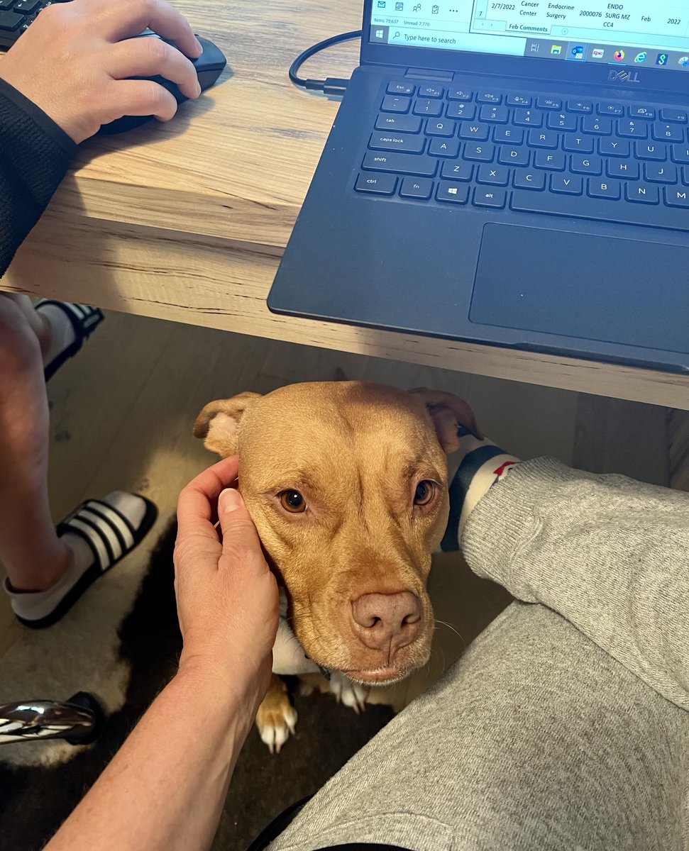 PheoSurgeon's tweet photo. Team Saturday morning working from home, with the office manager afoot. She is a very demanding supervisor! #SurgicalDogs @Jasosamd https://t.co/yTFEPZaYlt