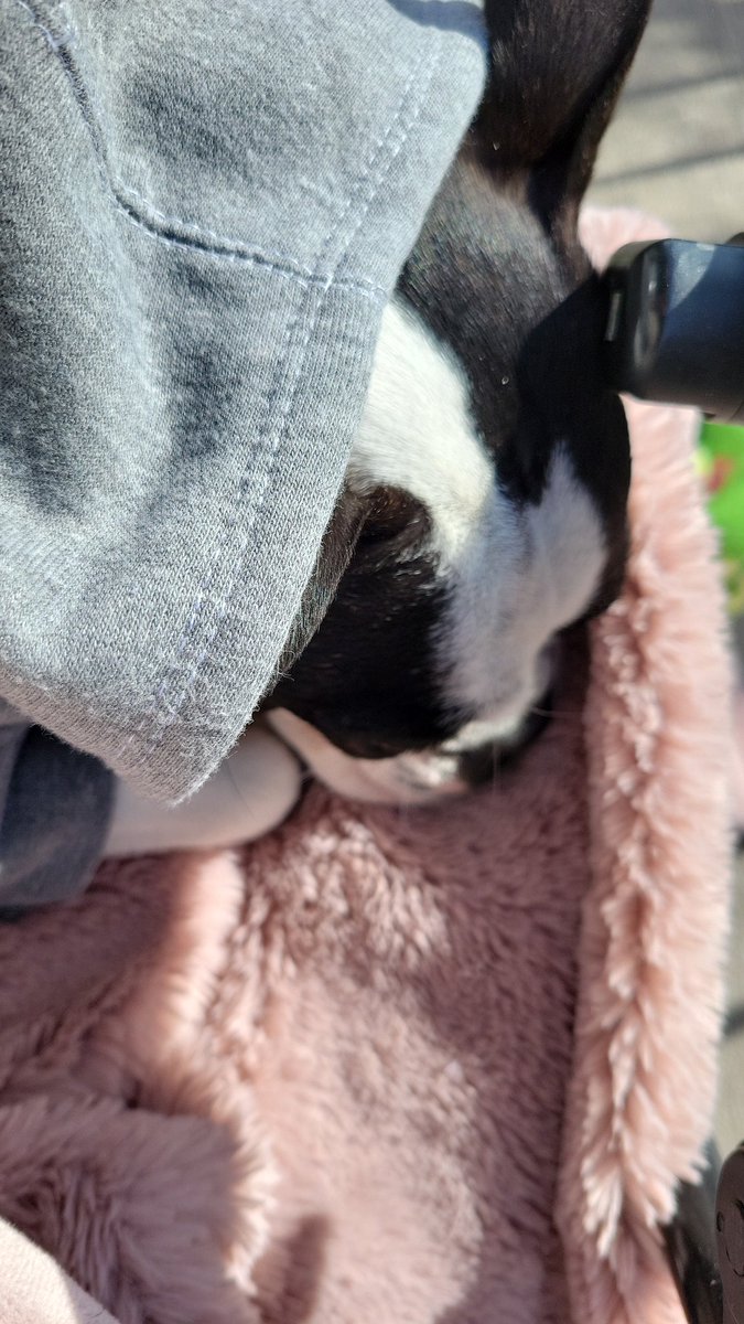 Bossy Pupper tweet media