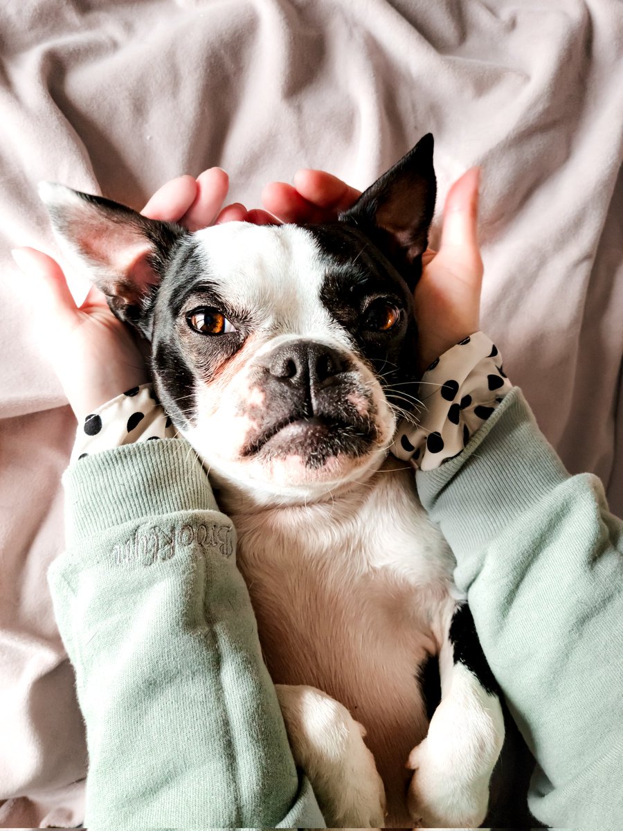 Bossy Pupper tweet media