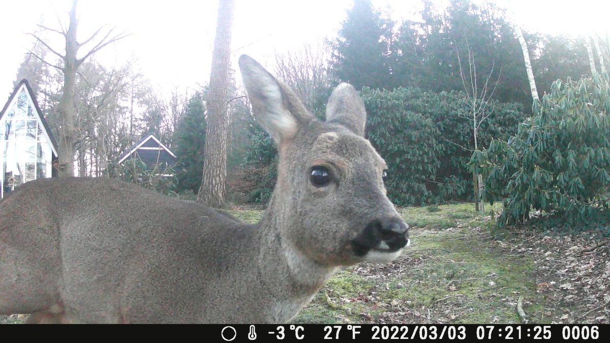 Leef mee met de ree tweet media