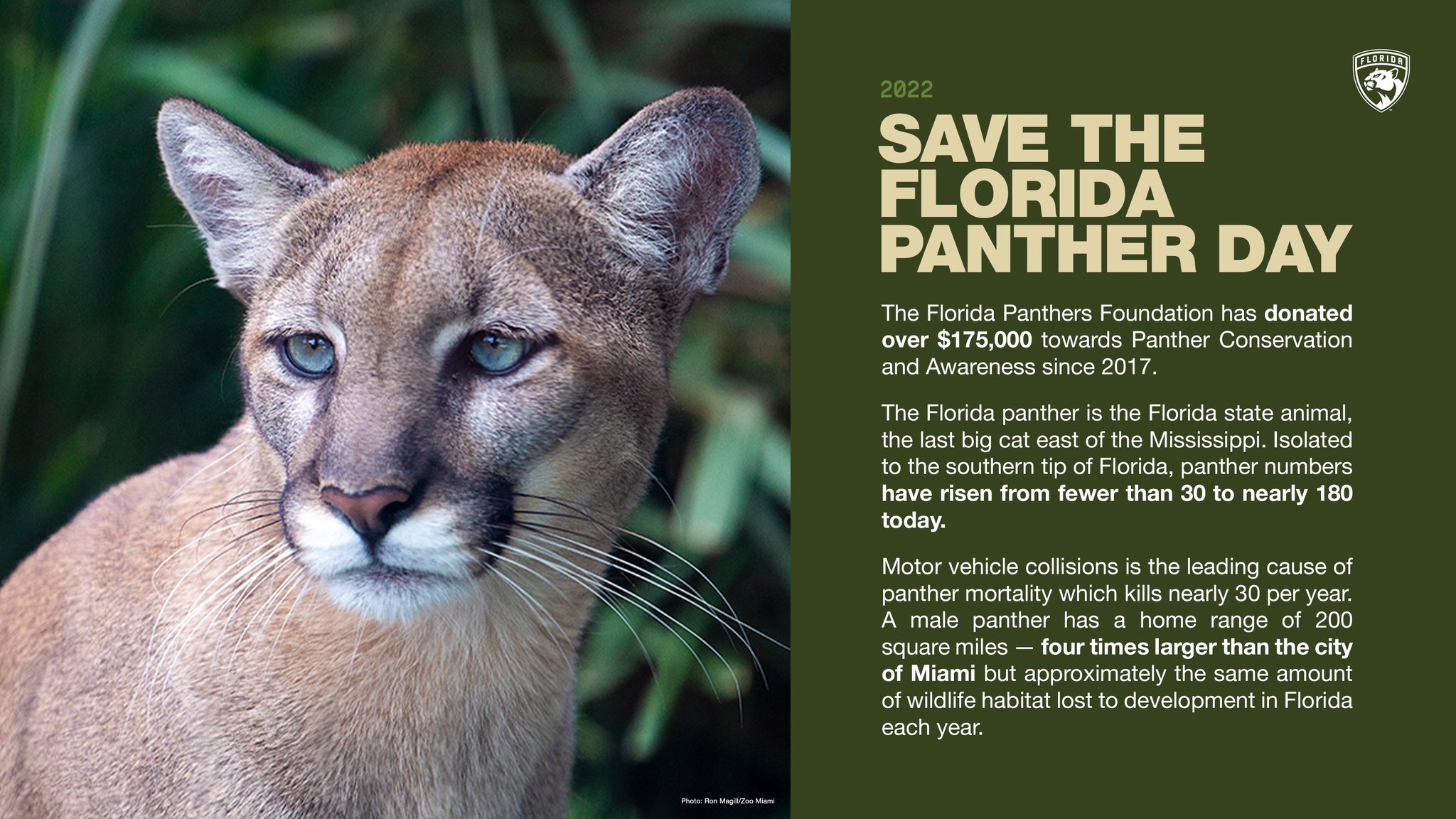 Florida Panther facts, Florida Panther photos, Florida Panther videos and  Florida Panther news