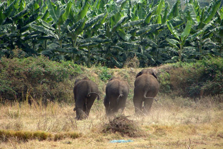 QinweiS's tweet photo. #39canimals
Keeping track of elephants' behaviors might work so that people could know the location of elephants; therefore preventing them from raiding farmers' crops. https://t.co/nWqCztRssG