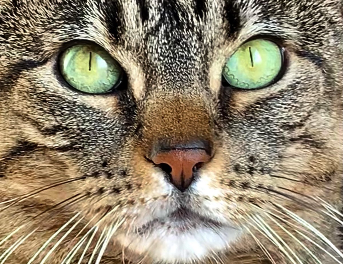 AbbyLabrador's tweet photo. Nala #weekendcat #TabbyTroop #tabbycat https://t.co/TCqjjPYOuz