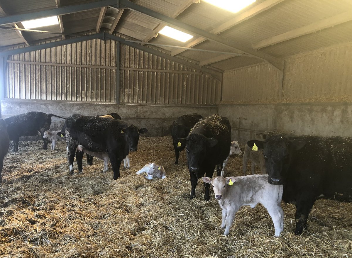 Ewes turned out today into the lambing paddocks and 35 calves out of 34 cows so far which is just over half way through calving in 4 weeks for us
