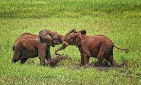 QinweiS's tweet photo. #39canimals
Setting up fences can also prevent elephants from crop-raiding; however, is it ethical to do that since it can damage elephants' habitat. https://t.co/jWwKHmhDq9