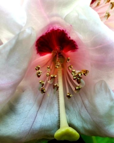 vickibastaart's tweet photo. Happened upon roadendrum bushes, while walking through Seattle University the other day. That bright pink color and gold looking stamens caught my eye. @seattleu  Your campus is a true celebration of nature! #photography #pnwflowers 
#springinseattle #rhodedendrons https://t.co/OlJcZfOIZe