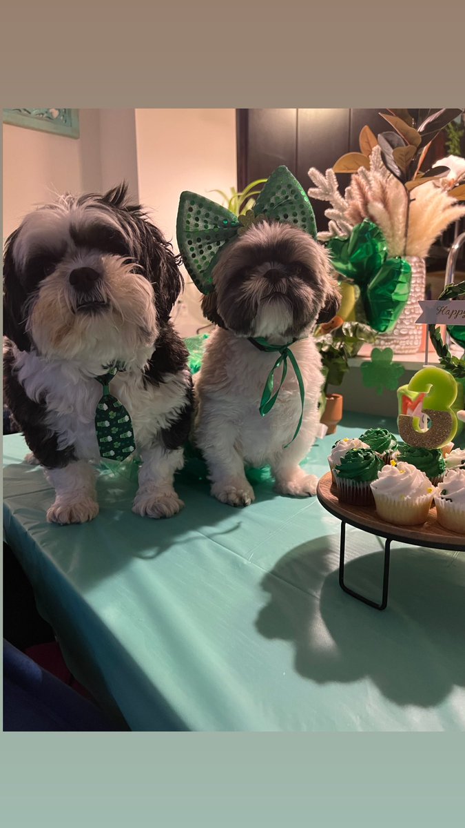 Elenabellababe1's tweet photo. HAPPY BIRTHDAY TO MY DOG DAUGHTER AVA MARIE!!!! Eema loves you! https://t.co/wNG9dW8VwD