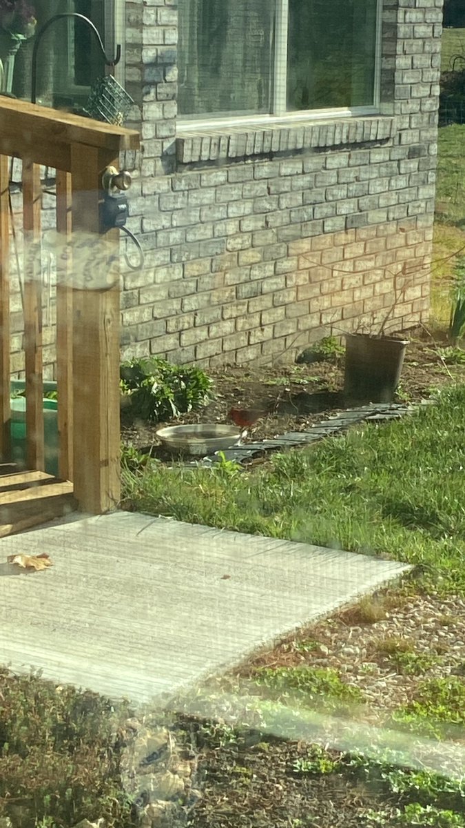 kmichaelprince's tweet image. Welcome back, Carl the cardinal. #happyspringtime