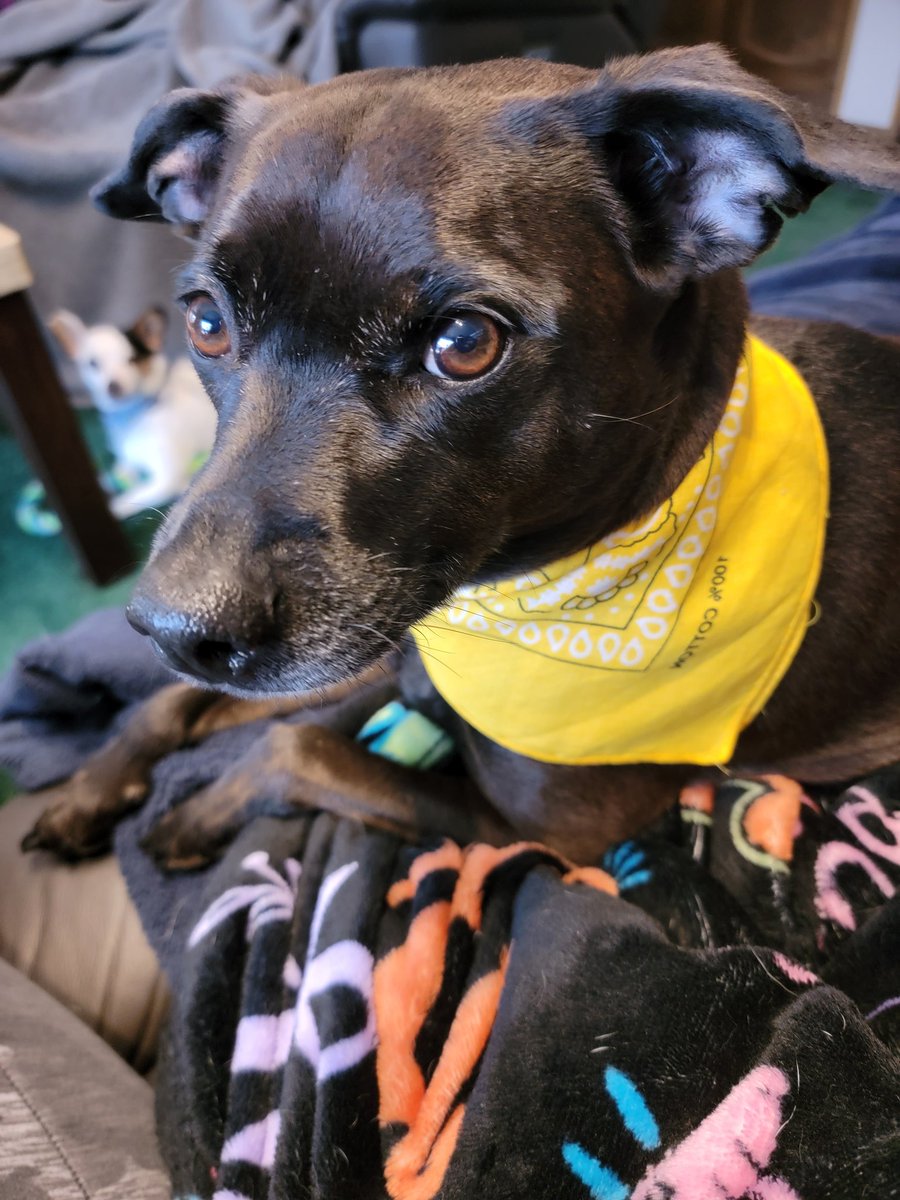 Happy spring 🌼🌸🌻
Raven wearing her 
"celebrate Spring" bandana