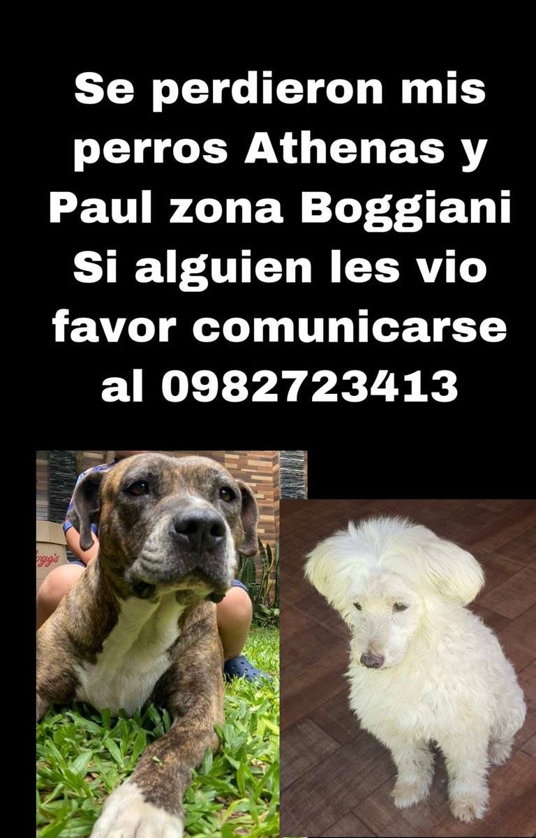 GilKenn #76692🇵🇾 tweet media