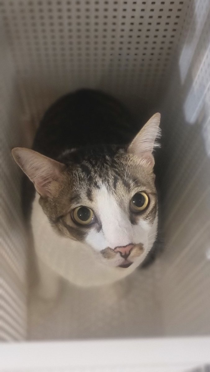Incognito_me's tweet photo. #Caturday 🌌
#MasterSam https://t.co/L7VNwITvrB
