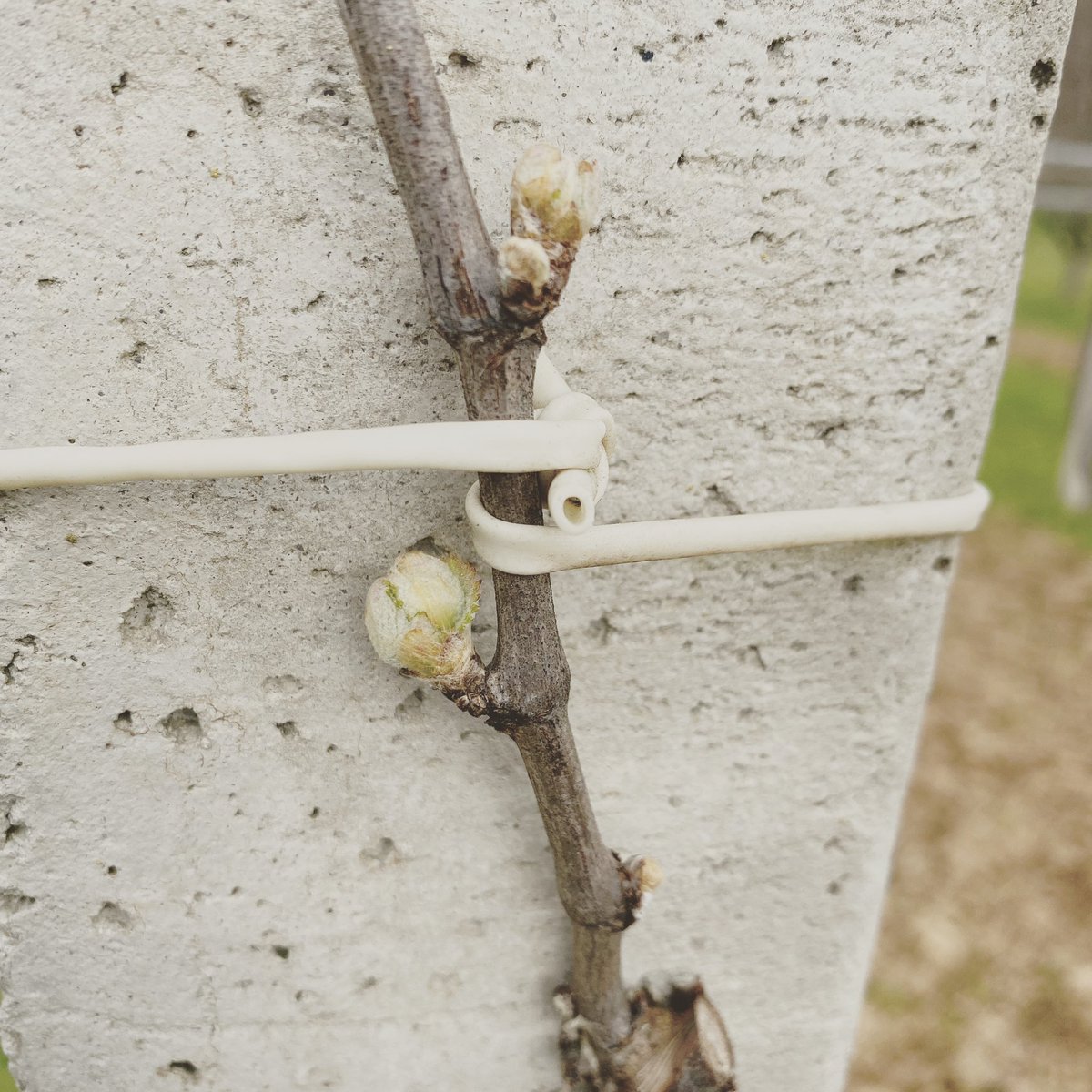 Arranca la añada 2022….Emoción…alegría…y mucha mucha ilusión y ganas de que todo salga bien…la naturaleza sigue su curso por mucho que nos empeñemos en decirle lo contrario….os transmitimos nuestra felicidad y esperamos que tengáis un maravilloso fin de semana…. .😍😍😍