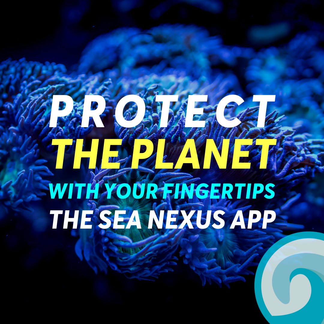 MrE37321902's tweet image. $SEA, no question! 🐙 With the launch of SEA Nexus just around the corner, SEA hodlers are constantly increasing their moonbag, Want to know why? Because a 100% airdrop is waiting for all hodlers, check @sea_token for more info. 🦀