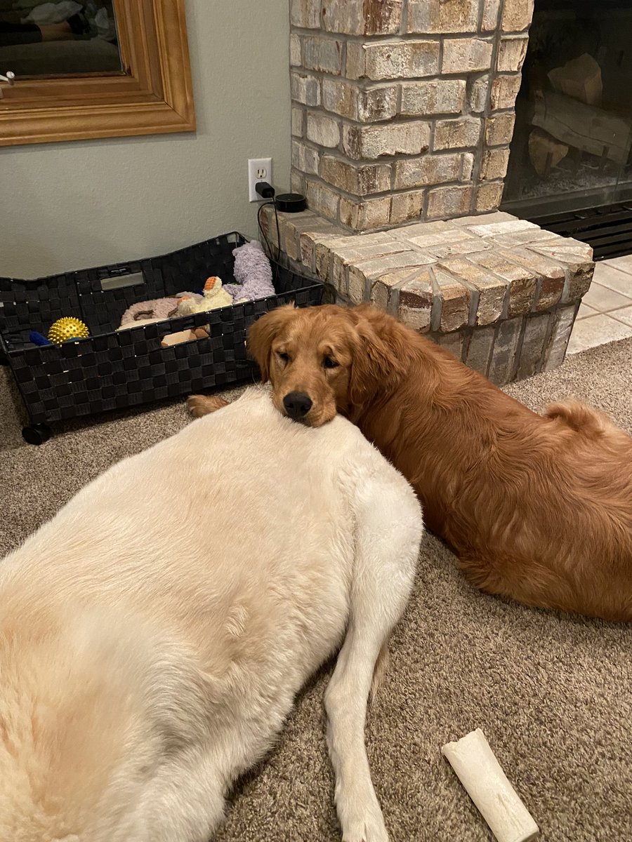 My Buddies 🐶🐶🐶