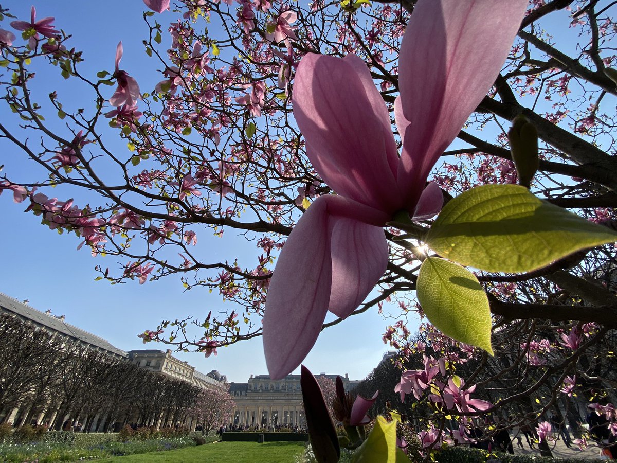 npatrainsky's tweet photo. Spectacle grandiose au Palais Royal où les magnolias explosent de couleurs. #magnolia #magnoliaforever #palaisroyal @leCMN https://t.co/zrwJ18gWhx
