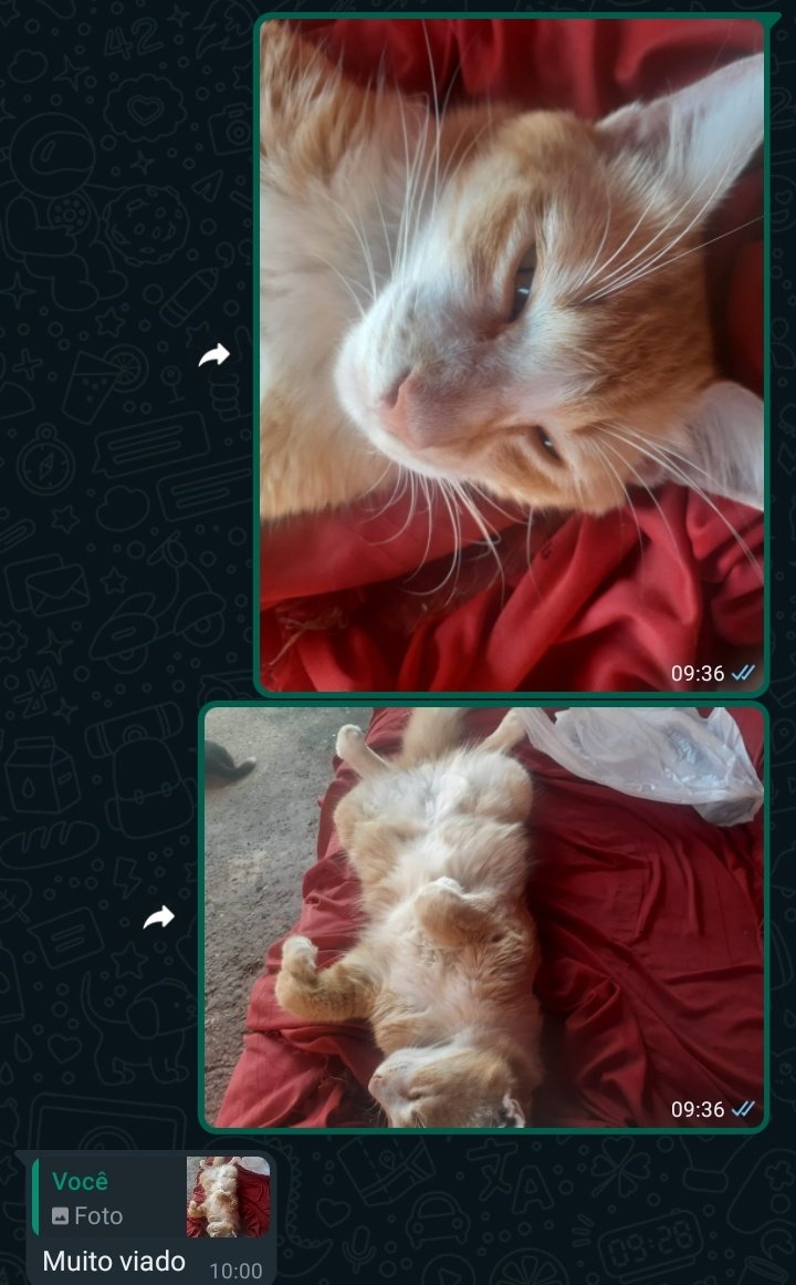 eukamsm's tweet photo. Minha mãe sendo gatofobica kkkkkkkkk https://t.co/XClutLydro