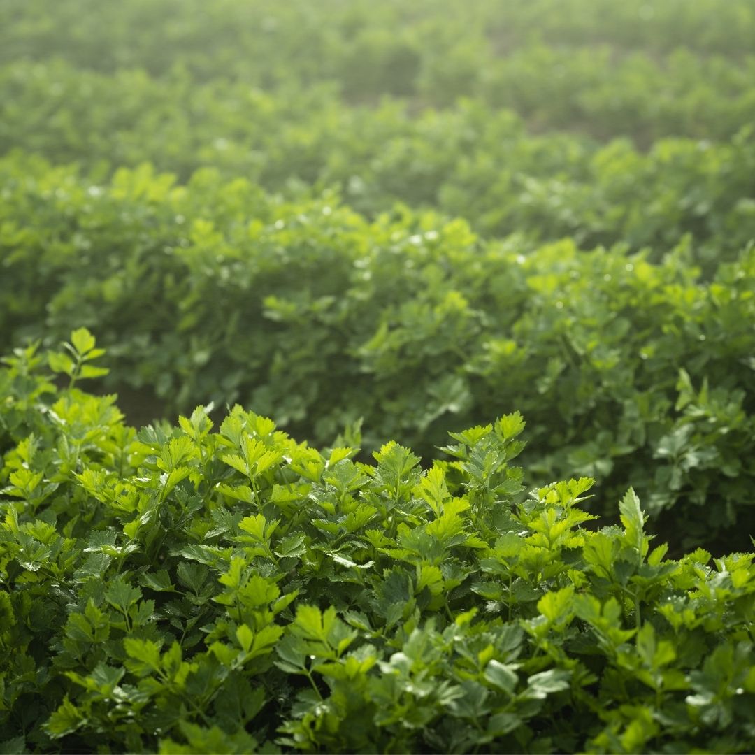 ValentBioStim's tweet photo. March is National Celery Month and National Nutrition Month! Celery is a great source of vitamins A, K, and C, and helps with inflammation and high cholesterol. #NutritionMonth #Nutrition #HealthyEating #Food #CeleryMonth https://t.co/KeqDFv8uac