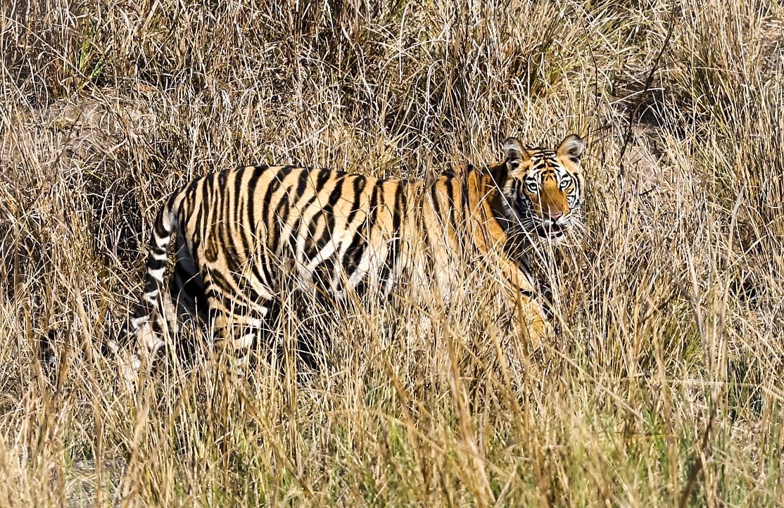 Ajay371's tweet photo. Into the grassland! Dotty’s subadult, 11-03-2022 Magadi zone, Bandhavgadh . Canon gears.@MPTourism @IndiAves #ngshot #NationalGeographic #bbcearth #tigersofcentralindia https://t.co/ooXCsuodYJ