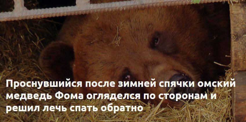zelyonaaa's tweet photo. омский медведь >>>>>>>> московские сурки https://t.co/dazu5BNVDK