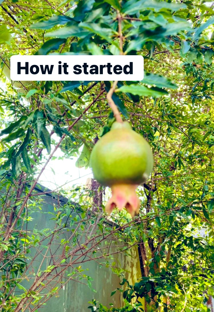 TomesReader's tweet image. Pomegranates from my garden 
Had to protect this baby from the Rajapakse Squirrels who wanted to carry it to feed their family but there&apos;s something so content about using your own home grown stuff for my #MrsOats #Oatnotes #Oatgloats overnight jars.