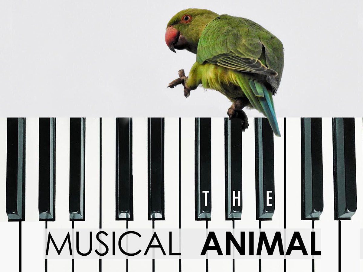Humans are a musical species. We sing, we dance, we groove. But are we the only musical species❓THE MUSICAL ANIMAL, a NEW 1-hour documentary by @SouleadoEnt, explores this question for CBC's The Nature of Things. Watch the premiere Friday, March 25 at 9:00pm on @CBC & @cbcgem