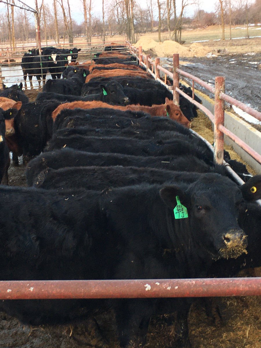 140 SimmAngus feeders left here this morning for Keady Tuesday sale Full vax and weaned 100 days