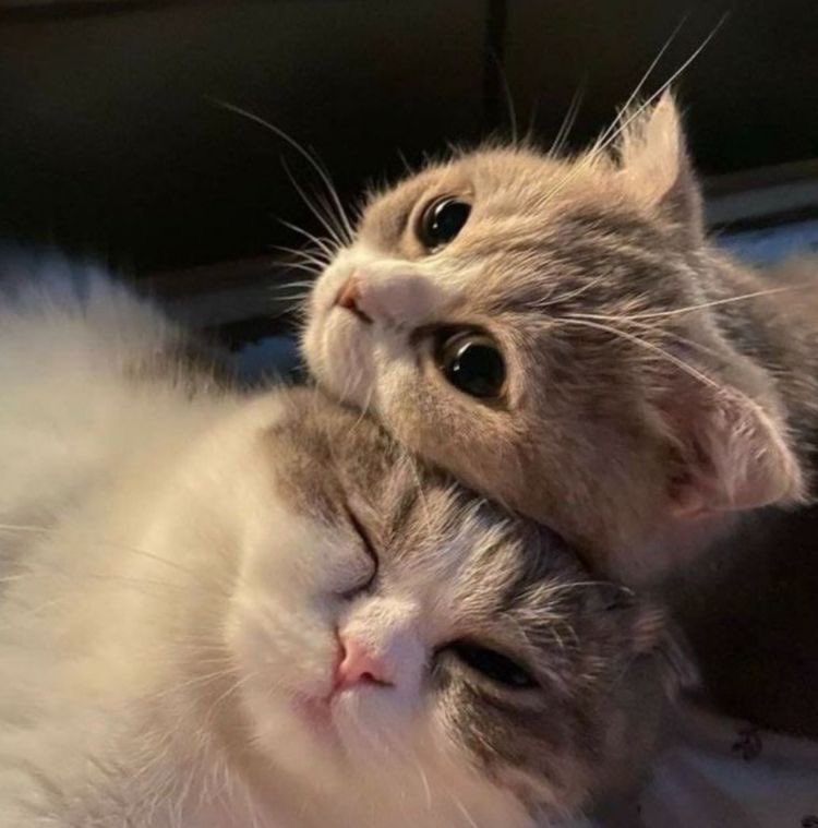 Cat Dealer (@catpicsdealer) on Twitter photo 