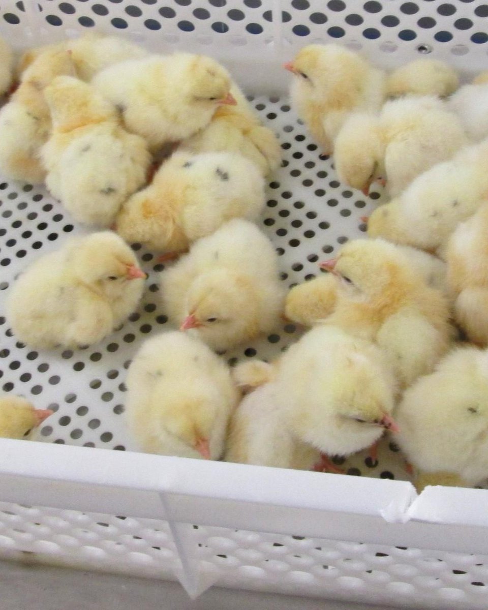 fourpawsint's tweet photo. Millions of male chicks 🐤 die in egg production.
A key problem in modern egg production is the killing of male chicks. Shortly after hatching, they are sorted out and killed💔. They are perceived as uneconomical for the poultry industry ➡️ https://t.co/HmKNWf4o3Q https://t.co/kOWWzHnEjh