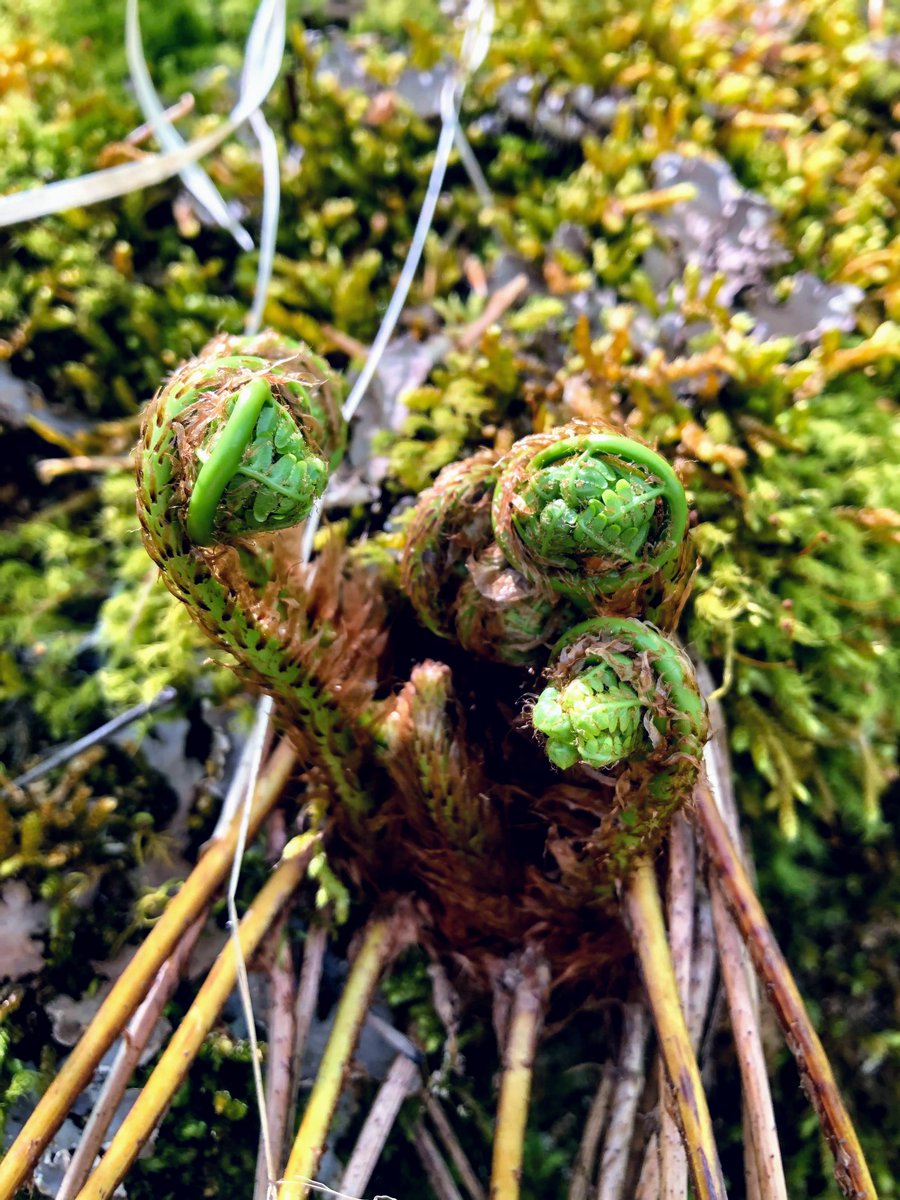 WildflowerPilg's tweet photo. Spring is about to unfurl, just like these fern fiddleheads! The Pilgrimage is a little over a month away - still time to register! Make your housing reservations too. Registration info at our website in our bio. See you in the Smokies in April!

#wildflowers #gsmnp #spring https://t.co/sLsE4RrYbU