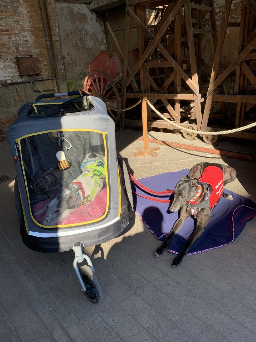MissStarhound's tweet photo. Having a great day out @DunhamMasseyNT in the spring sunshine. I even met a hound that looked like me in my younger days. #buggyfriendly #dogfriendly https://t.co/LOf93Obbj3