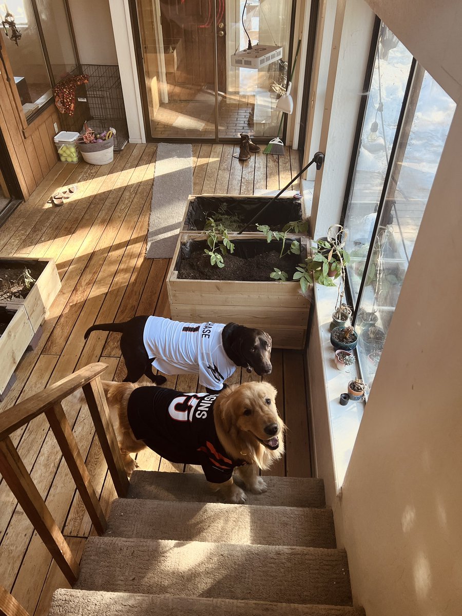 benlebovitz's tweet photo. @lorenzosorice @Truck_1_0_1_ @kswelbs @Bengalsmanic @annihilus666 @Real10jayy__ and @teehiggins5 these two boys loved gameday! https://t.co/Dld2Q89aQA