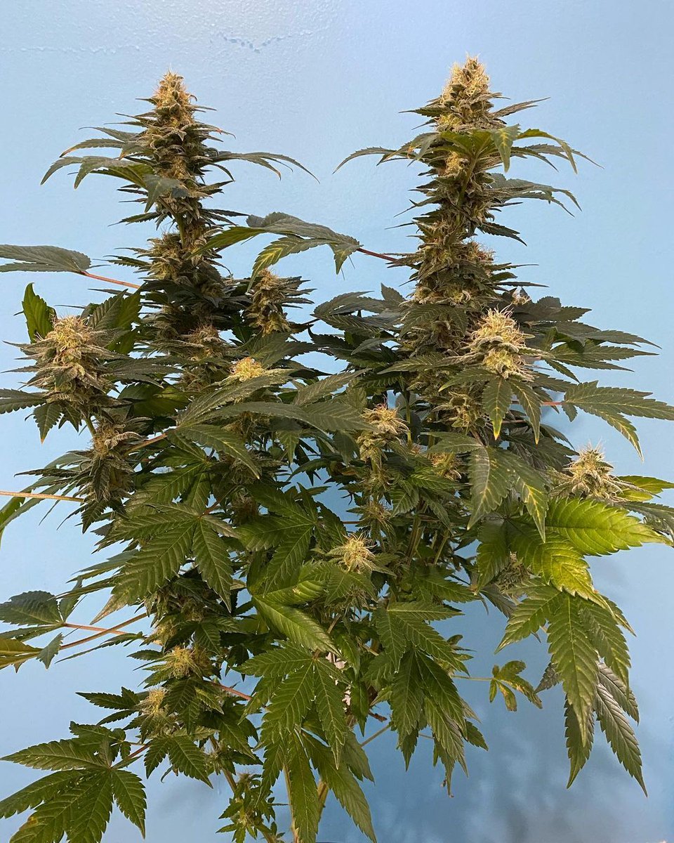 Who doesn't like this strain? 😳

As a popular choice for both beginner and expert growers, this strain is definitely considered to be a classic in the community. In all honestly, we don't think anyone could resist the spicy goodness of this strain! Keep it up, @houdinigrow! ❤️