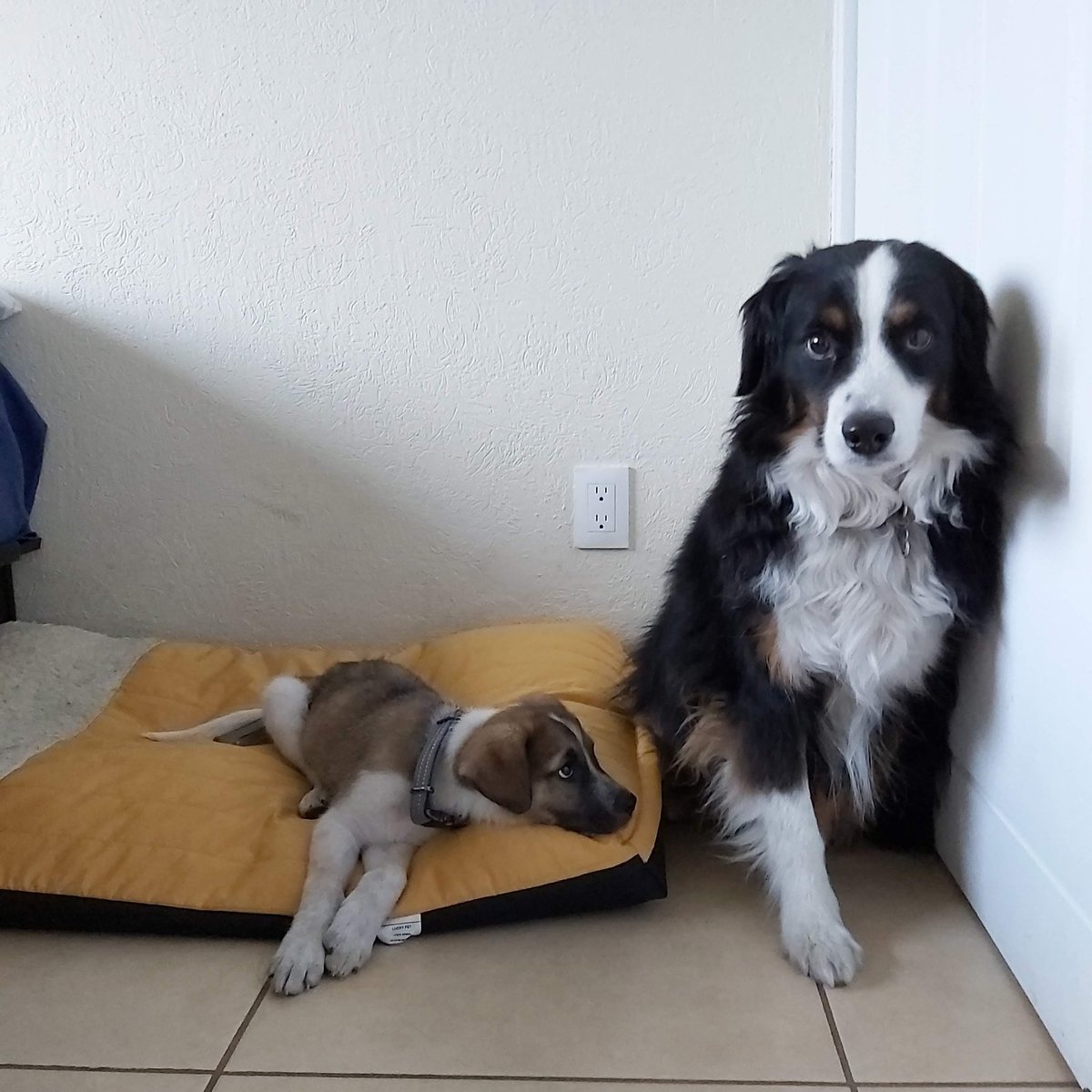 belly_gaby's tweet photo. @sopitas 🐶😄 https://t.co/vQOcAbzcmF