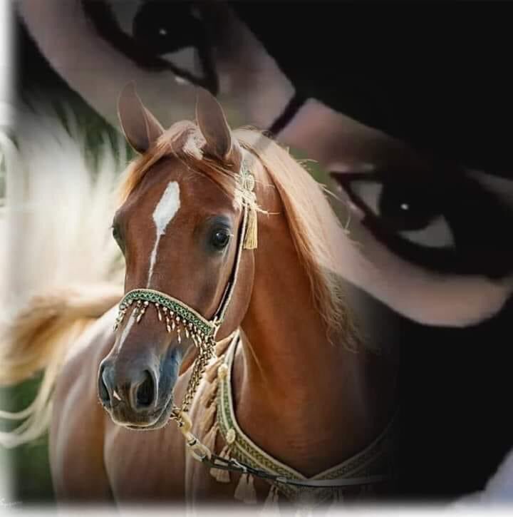 naefalnaef2's tweet photo. احبه والحب من زود في زود
حب النقاء بين ووضح صوابه
أحبه و من حبه العقل مفقود
والقلب عن غيره ترا صك بابه💞 https://t.co/F4Y7fseg6D