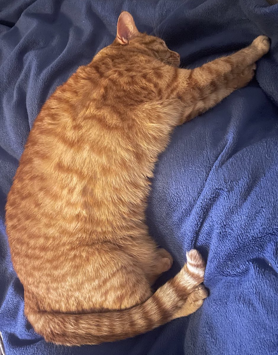 ClawshankR's tweet photo. Happy Caturday! https://t.co/RwU79Fh2qS