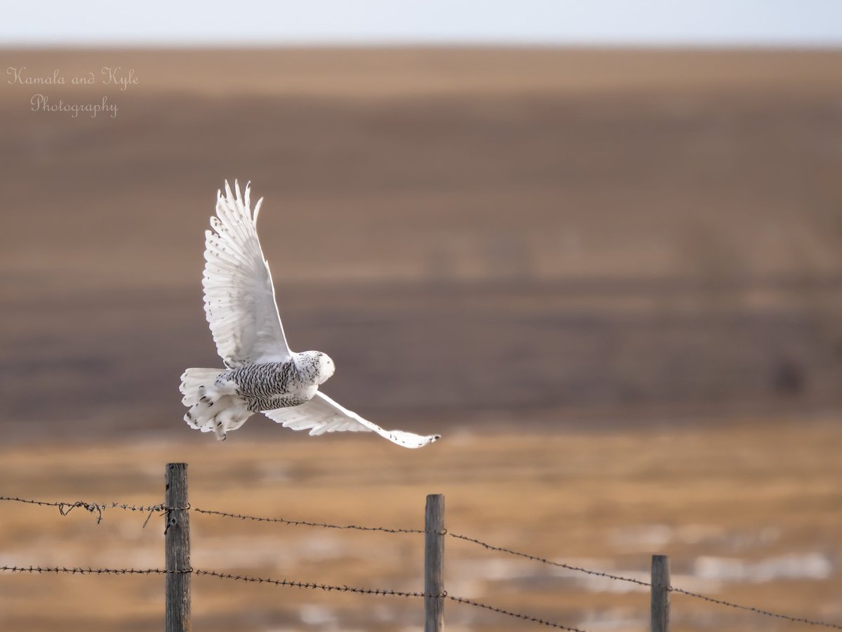 KamalaKyle's tweet photo. After giving up on a particular post for hunting an hour or so after we started waiting for some action, this Snowy Owl eventually shifted a few poles over to try its luck there. S. AB, Feb 2022
#owlberta #albertaowl #albertaowls #albertaowling #owlsofalberta #owlsofcanada https://t.co/CjfL0F72oI