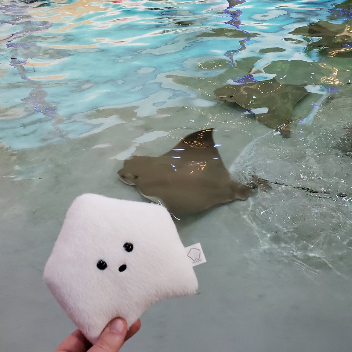 sucklet7's tweet photo. human says these are called "sea pancakes". can i eat them.
#sucklet. #fishlet. https://t.co/s0EK5VgjuB