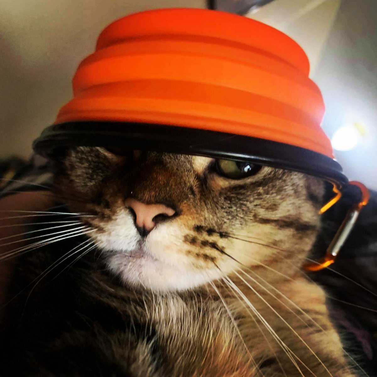 DouchebagMom's tweet photo. @CheckersHockey Feel better,Rick! I hope this picture cheers you up. Love Dru 😻😻 https://t.co/KSplvIj1rd