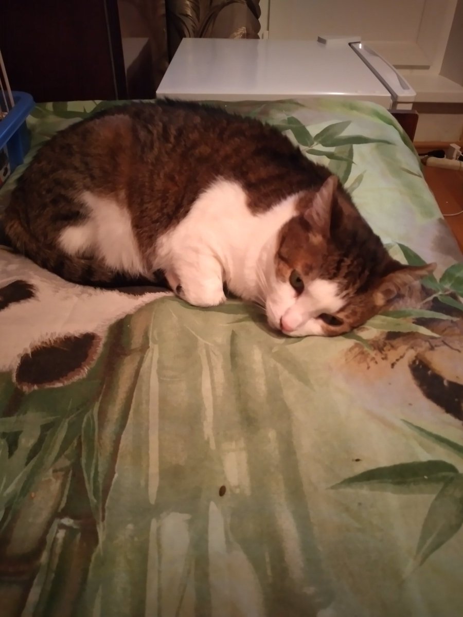 KSheveneva's tweet photo. Good evening. 🐈🐱🐾🐾🐾🐾🐾🌞☀️🌼🌼🌼🥰😻 https://t.co/QBPPAsligA