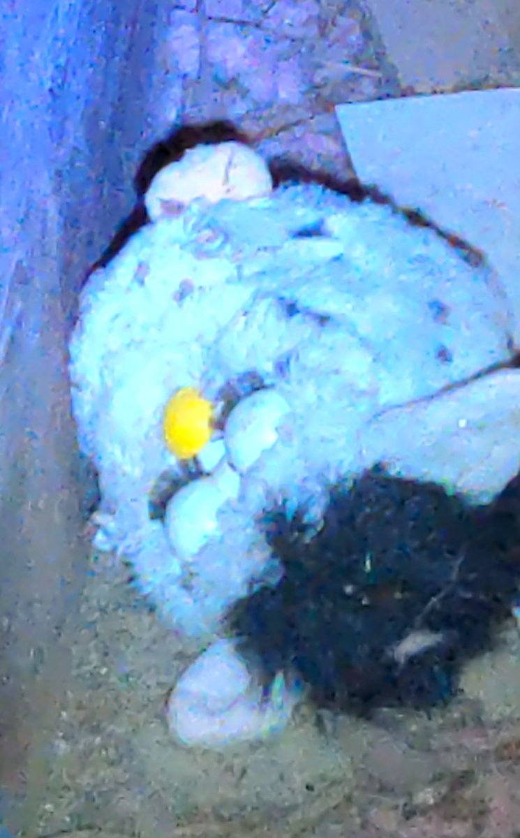 Hypothetically, if one was to find a Furby in a corner of the attic, do you burn it to cleanse the house or do you give it a place of honor to avoid angering the spirit?