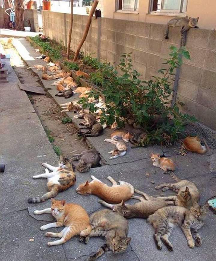 IntoTheShitter's tweet image. "Let's plant some catnip," she said. "It'll be fun," she said. And then the addicts moved in and the neighborhood's never been the same.