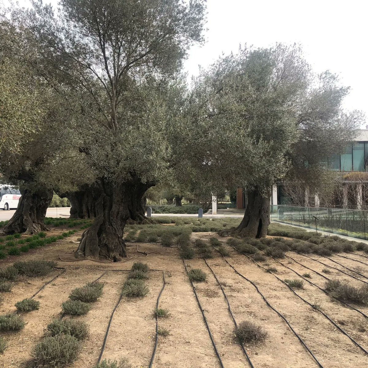 FundAladina's tweet image. Los 25 #niños #ucranianos con #cáncer y sus familias se encuentran ya en la Ciudad @bancosantander donde se alojarán durante el próximo mes y medio. Allí estarán atendidos, cuidados y seguiremos dándoles todo nuestro cariño. 

Muchas gracias queridos amigos. 

#AladinaConUcrania