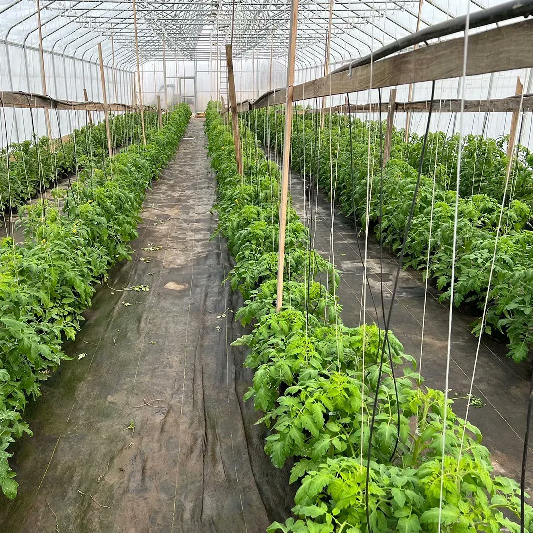 TimacAgroUSA's tweet photo. Hydroponic #tomatoes in central NY are taking shape and growers have them in different development stages. At Rolling Acres, they are already spread out, while at Windy Hills they were just transplanted over the weekend. Both crops are being treated with a Timac Agro program. https://t.co/jDWDWFjuGG