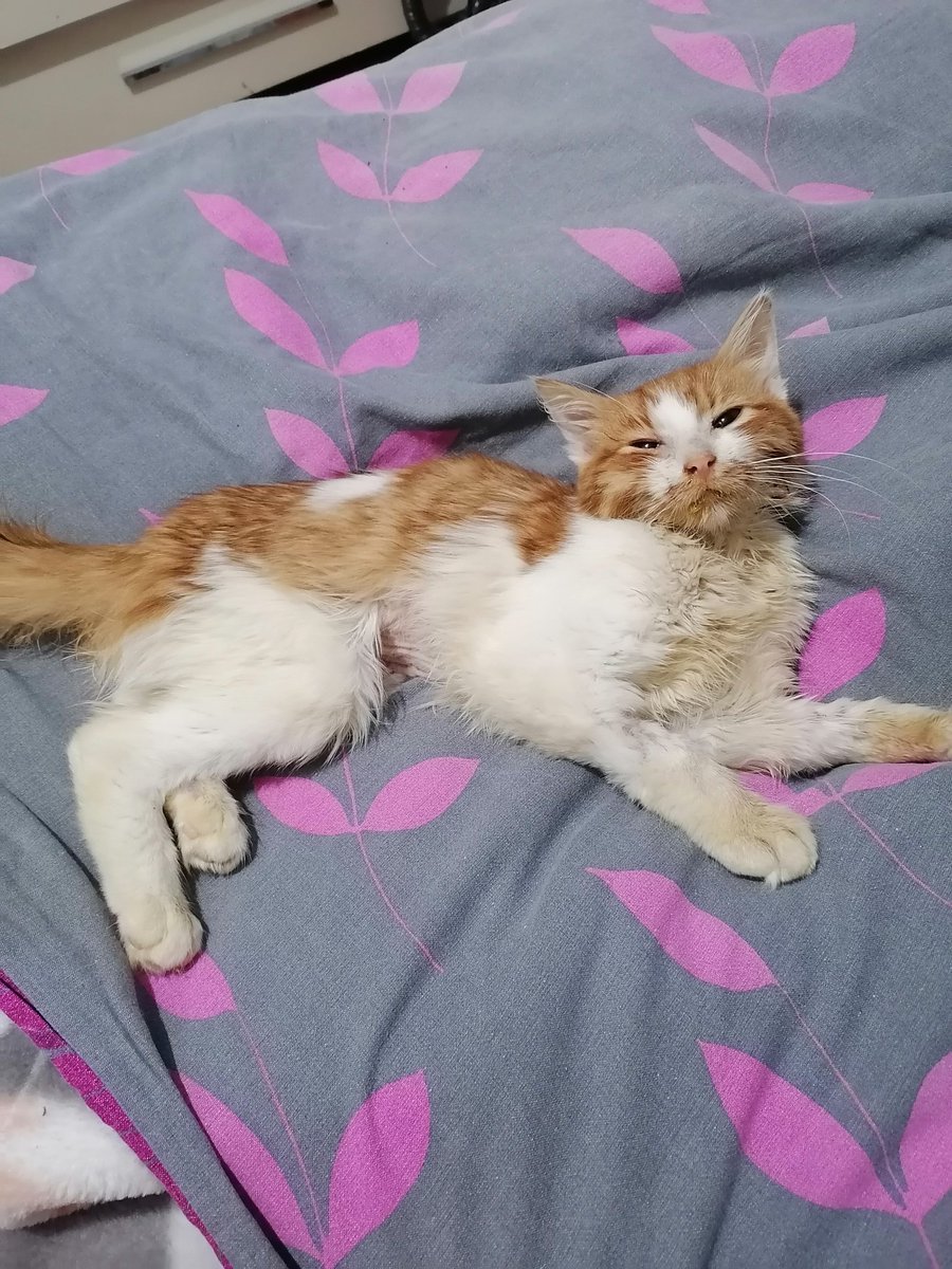 PATİ SEWER tweet media